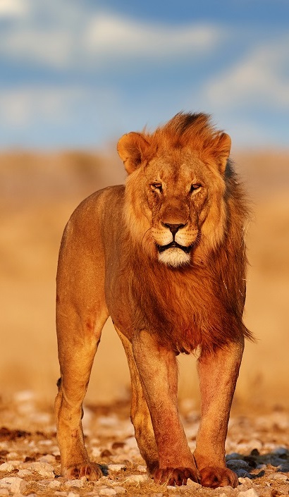 Kenya Tourism Packages